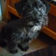 (cruce de schnauzer con poodle creo) 
aqui esta luego de encontrarlo y enviarlo a la peluqueria, es hermoso, aun no entiendo el por que lo botaron xP